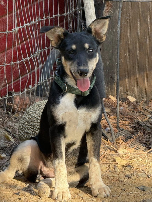 picture of the dog needing adoption
