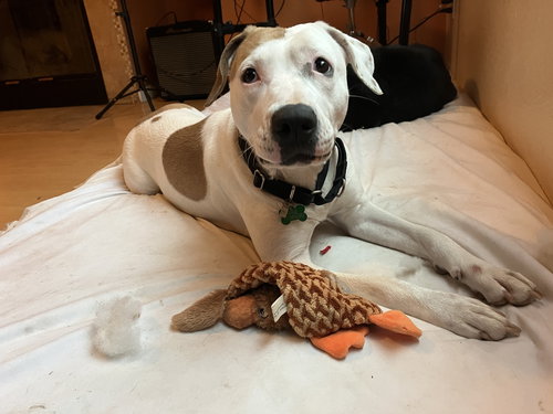 picture of the dog needing adoption
