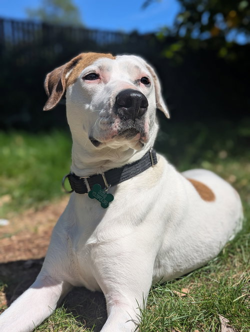 Juneau, an adoptable American Bulldog in Davis, CA