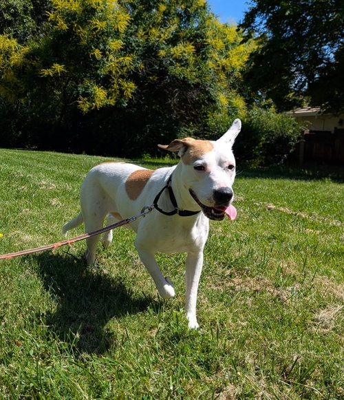 picture of the dog needing adoption