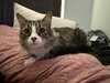 Muffin - Photo 1