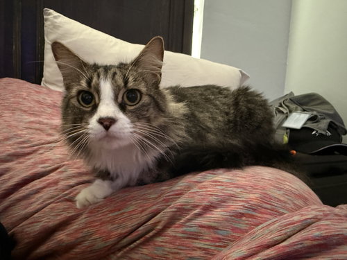 MUFFIN - Domestic Long Hair available for adoption