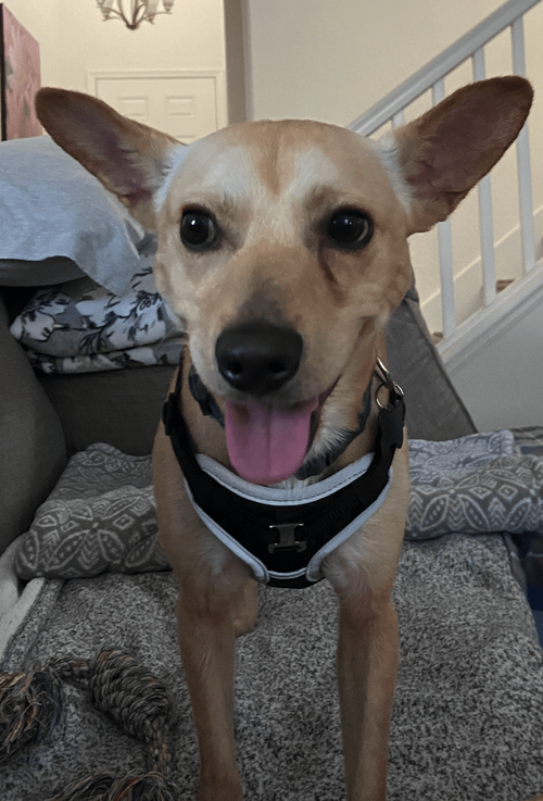 picture of the dog needing adoption