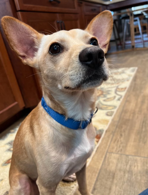 picture of the dog needing adoption