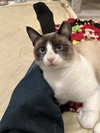 Angus (courtesy) - Photo 2