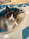 Angus (courtesy) - Photo 3