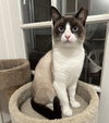 Angus (courtesy) - Photo 4