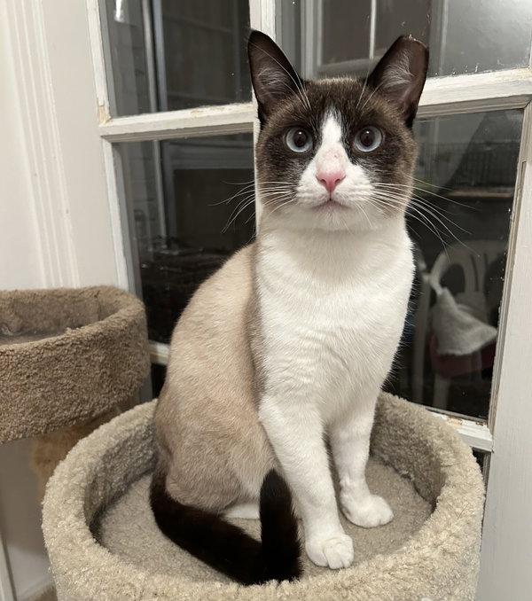 Angus (courtesy)