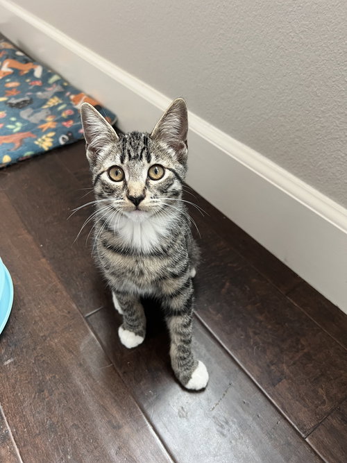 FANCY - Domestic Short Hair available for adoption