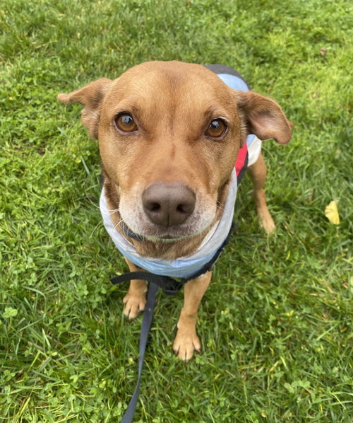 KORS - Unknown available for adoption