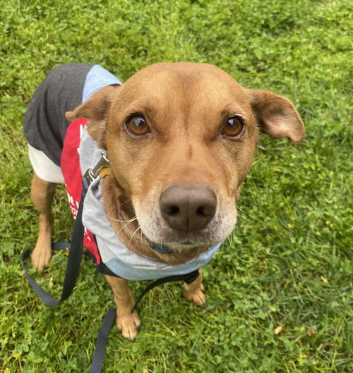 KORS - Unknown available for adoption