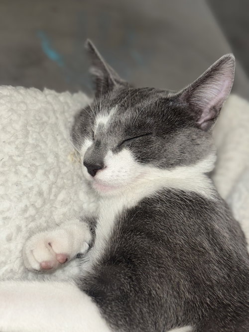 picture of the cat needing adoption