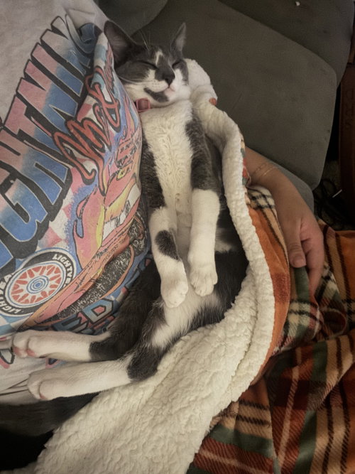 XENA (COURTESY) - Domestic Short Hair available for adoption