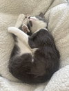Xena (courtesy) - Photo 3