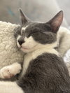 Xena (courtesy) - Photo 4