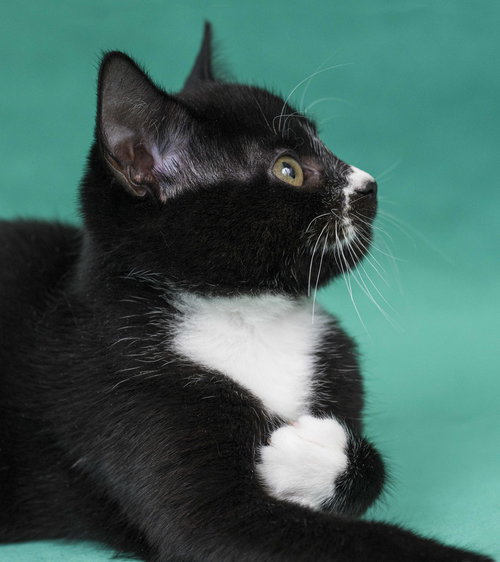 BENNY - Domestic Short Hair available for adoption