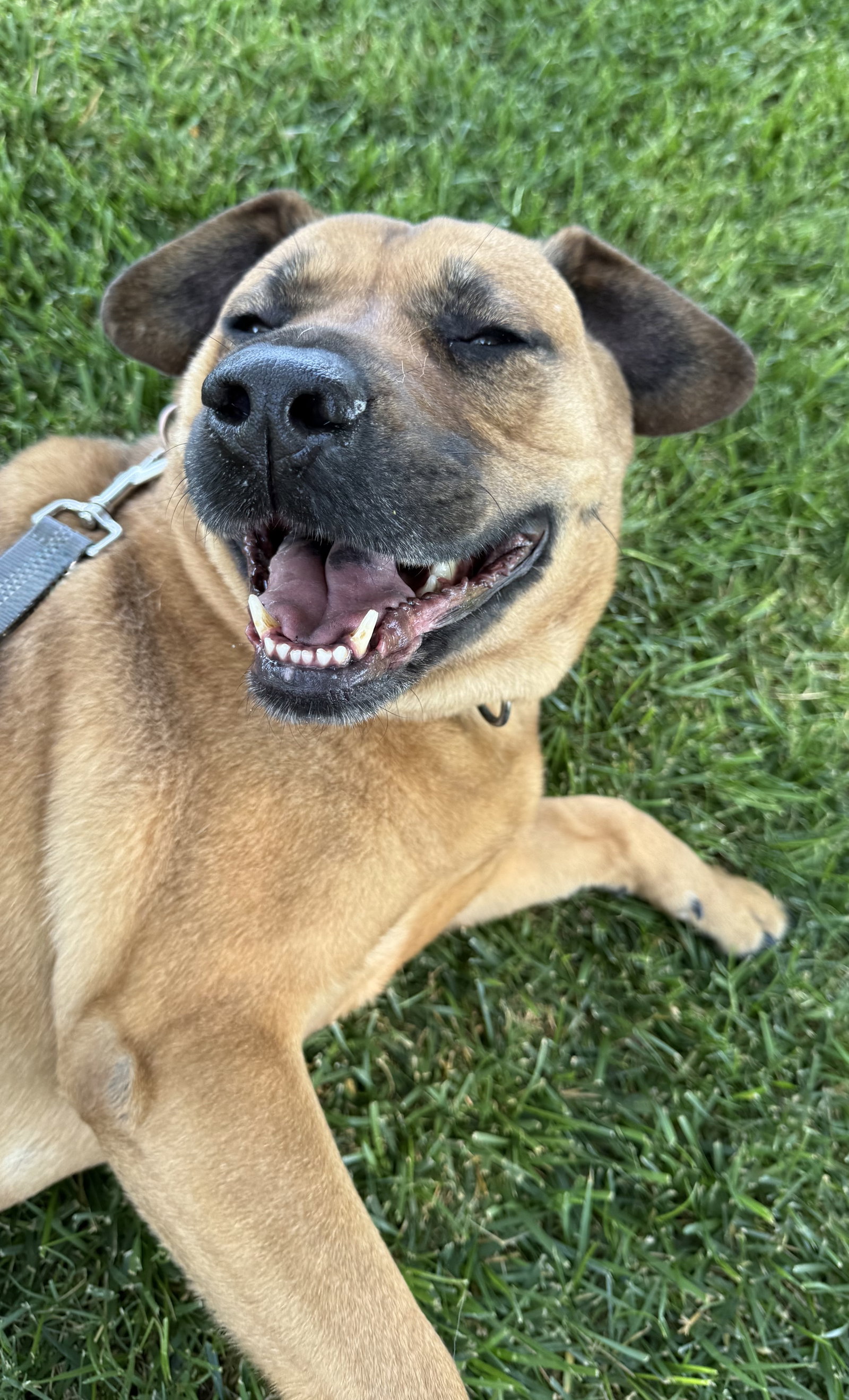 Bella (Courtesy Post) Image