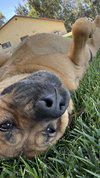 Bella (Courtesy Post) - Photo 2