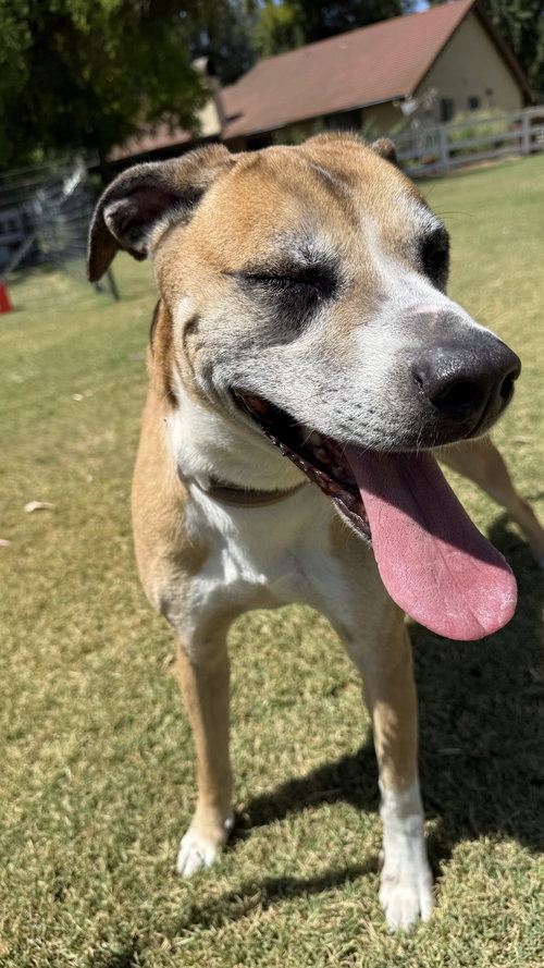 BITSY (COURTESY POST) - Labrador Retriever available for adoption