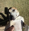 Bitsy (Courtesy Post) - Photo 3