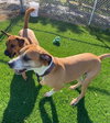 Bitsy (Courtesy Post) - Photo 4