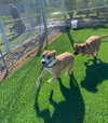 Bitsy (Courtesy Post) - Photo 5
