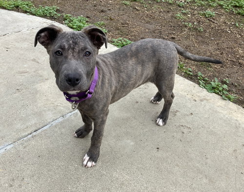 picture of the dog needing adoption