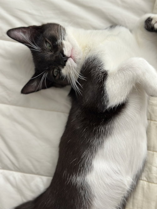JACK - Domestic Short Hair available for adoption