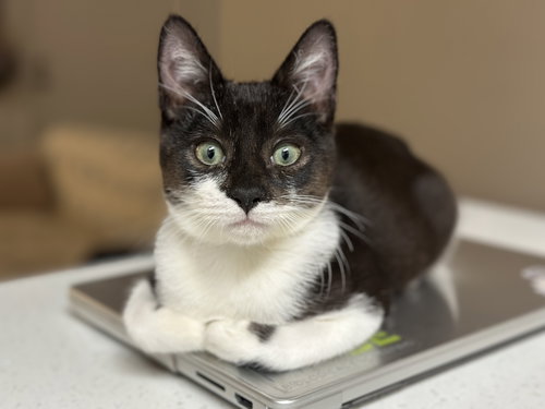 JACK - Domestic Short Hair available for adoption