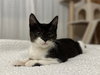 Jack - Photo 4