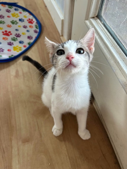 QUILL - Domestic Short Hair available for adoption