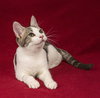 Quill - Photo 1