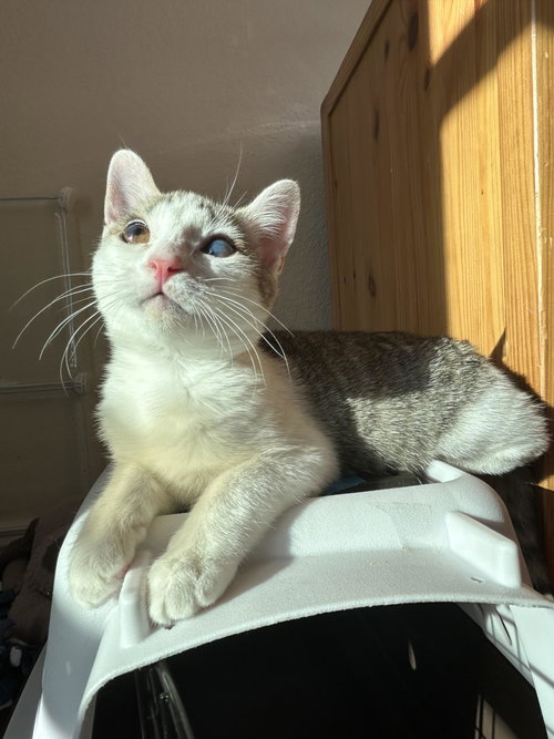 EMBRY - Domestic Short Hair available for adoption