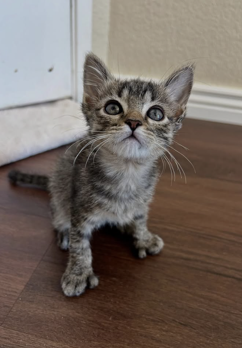 BISBEE - Domestic Medium Hair available for adoption