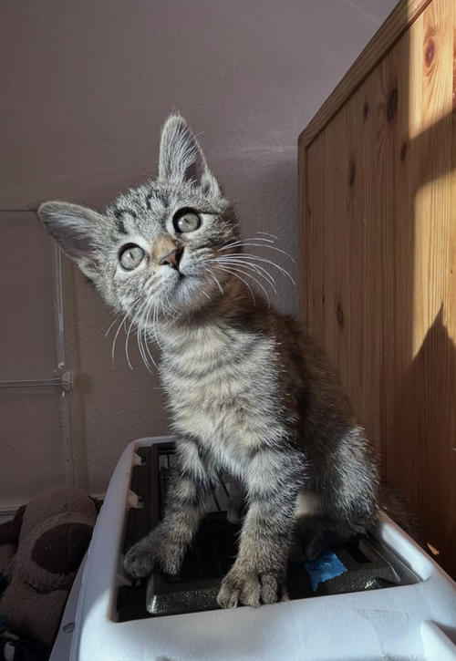 BISBEE - Domestic Medium Hair available for adoption