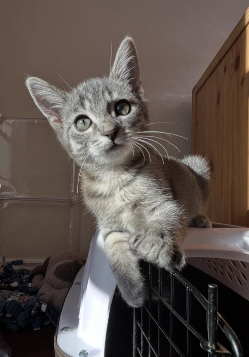 BENSON - Domestic Short Hair available for adoption