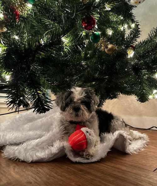 picture of the dog needing adoption