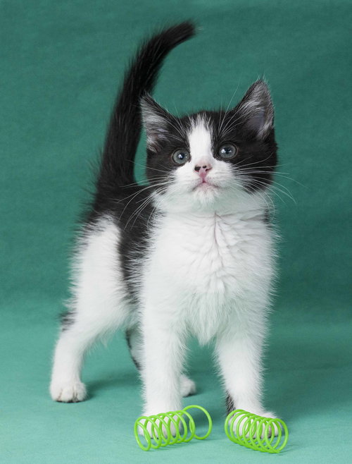 ISAAC NEWTON - Domestic Short Hair available for adoption