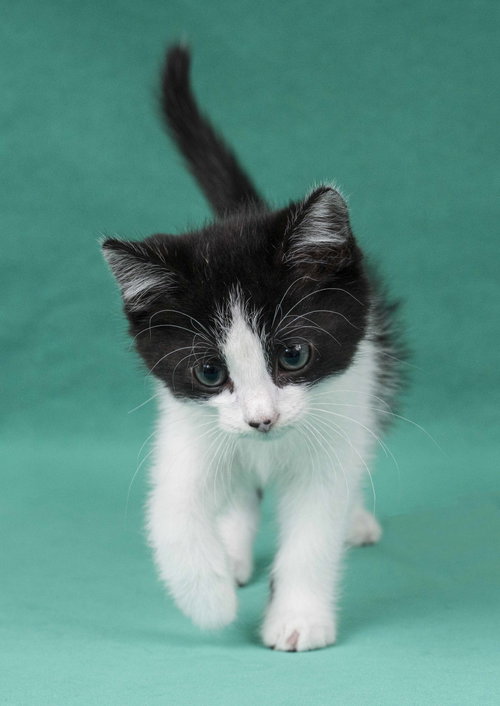 ISAAC NEWTON - Domestic Short Hair available for adoption