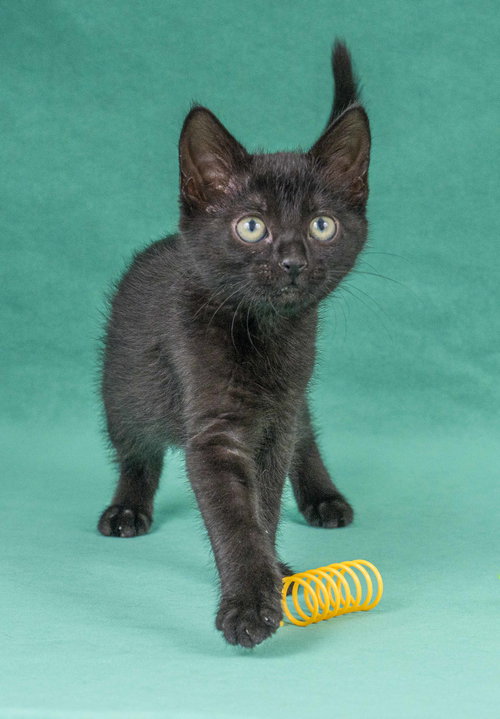 VERA RUBIN - Domestic Short Hair available for adoption