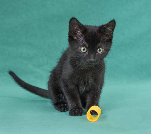 MARIE CURIE - Domestic Short Hair available for adoption