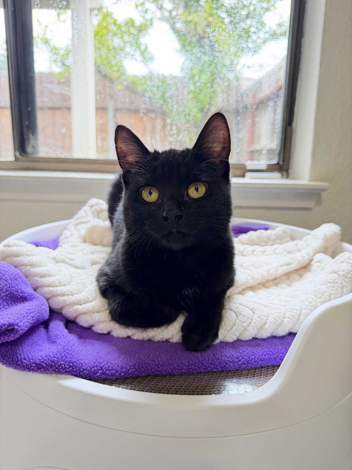 Carla Image