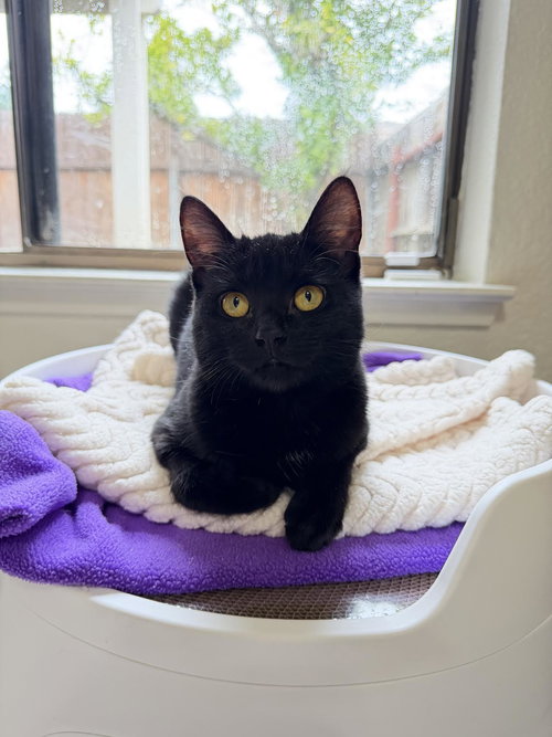 CARLA - Domestic Short Hair available for adoption