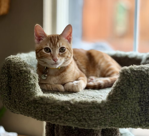 ALANI - Domestic Short Hair available for adoption