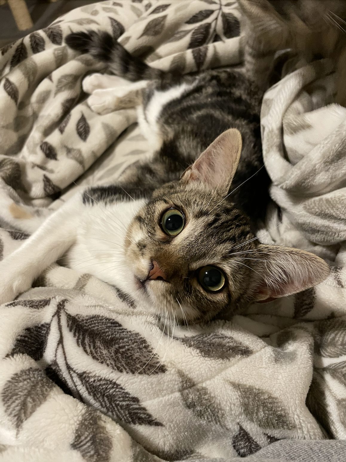 Jeffy (courtesy) Image