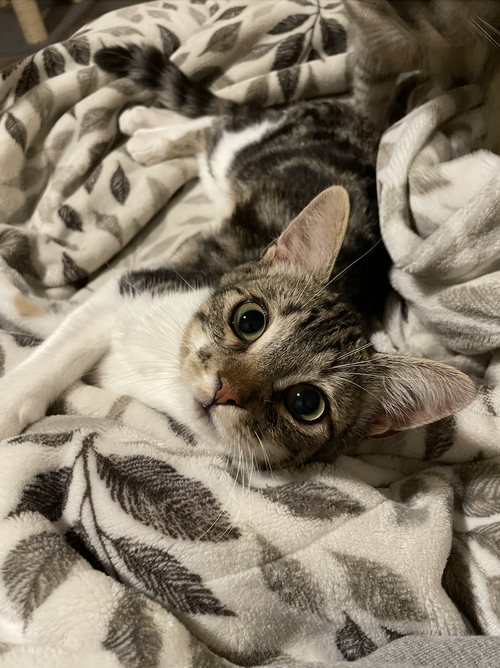 JEFFY (COURTESY) - Domestic Short Hair available for adoption