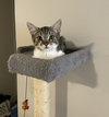 Jeffy (courtesy) - Photo 3