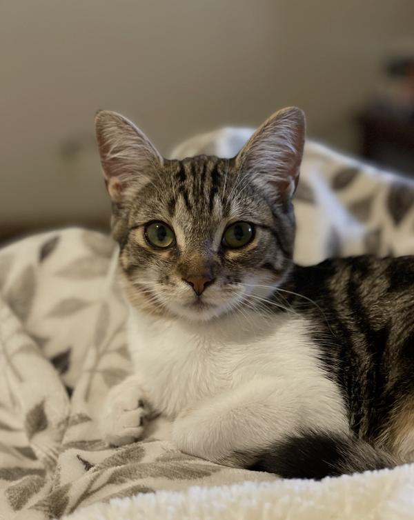 Jeffy (courtesy)