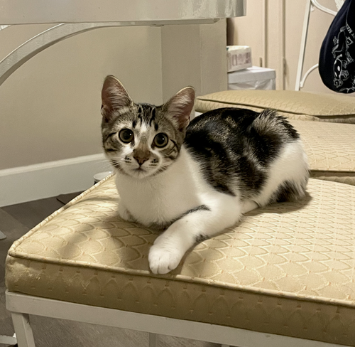 PARKER + JEFFY (COURTESY) - Domestic Short Hair available for adoption