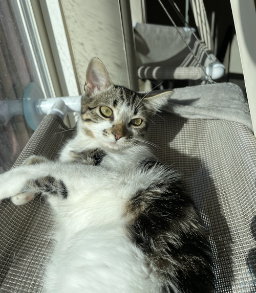 picture of the cat needing adoption